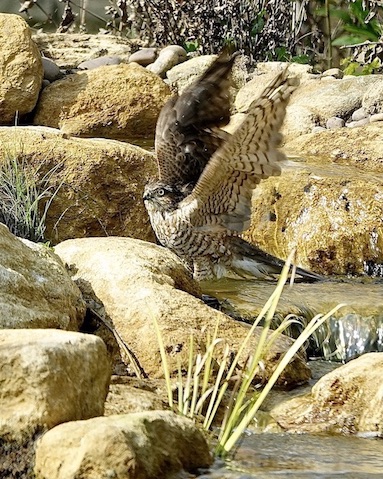 sparrowhawk